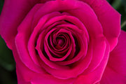 Rose Water