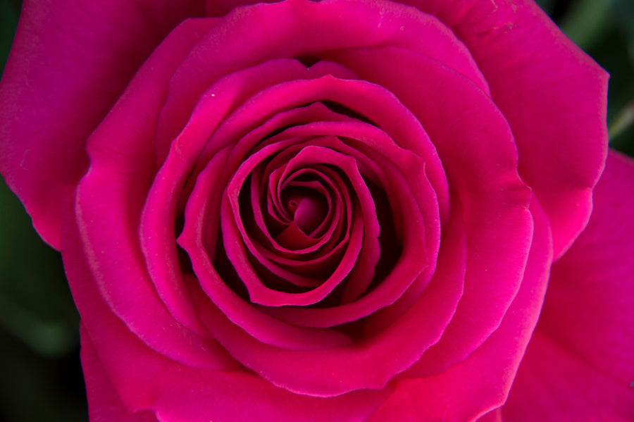 Rose Water